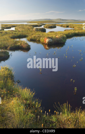 Flow Country oder Mooren bei Forsinard, Sutherland, Schottland. Stockfoto