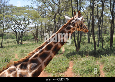 Giraffe. Die Giraffe-Heiligtum. Nairobi. Kenia Stockfoto