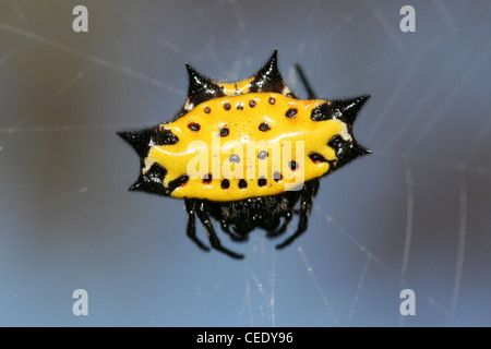 Crab Spider Gasteracantha cancriformis Stockfoto