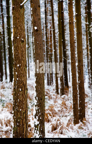 Schneebedeckte Felder und Wälder der Holmbury Hügel östlich Guildford, Surrey Hills. UK Stockfoto