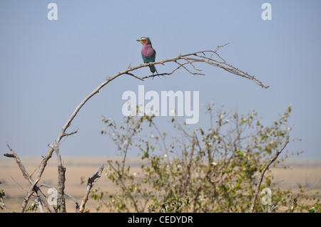 Lilac breasted Roller Vogel Stockfoto