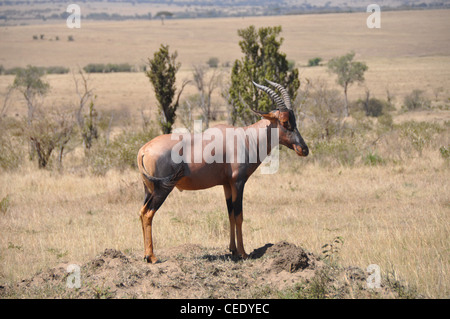Wilde Topi Antilopen in der Savanne Stockfoto