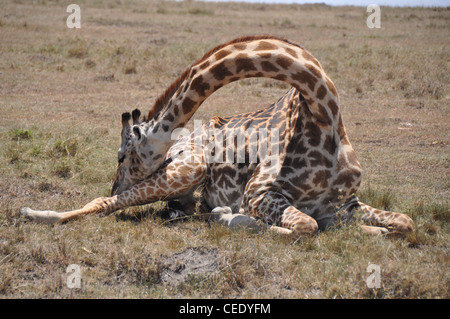 Giraffe auf dem Boden kratzen Stockfoto