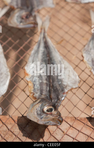 Traditionelle Makrele sonnengetrocknete Fokus auf den Fischkopf Stockfoto