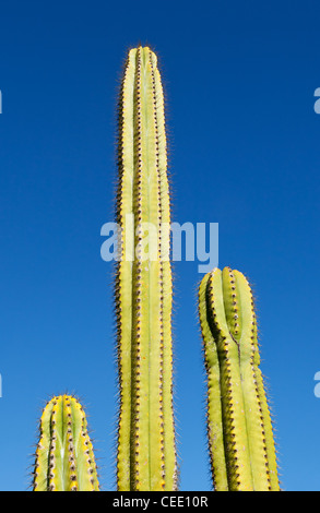 Trio von anderen großen Saguaro Kaktus Baum Satz gegen strahlend blauen Himmel Stockfoto