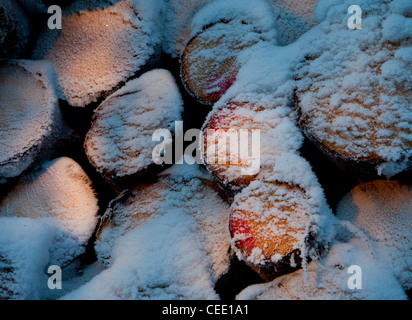 Nahaufnahme von schneebedeckten Fichten ( picea abies ) Baumstämme auf einem Haufen , Finnland Stockfoto