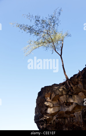 Winterharte Baum klammerte sich an die Felswand mit Wurzeln auf der felsigen Oberfläche ausgesetzt Stockfoto