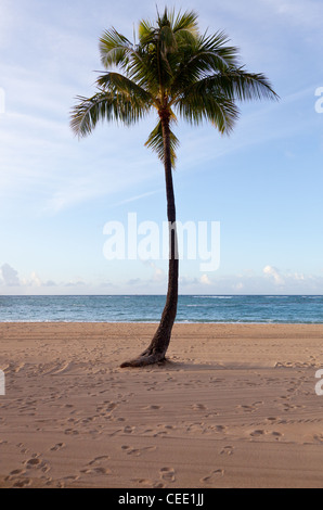 Palme am Strand von Waikiki auf Hawaii Stockfoto