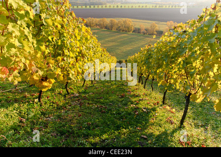 Bunte Weinreben im Herbst, Saale-Unstrut Weingut, Weinberg, Naumburg, Sachsen-Anhalt, Deutschland, Europa Stockfoto