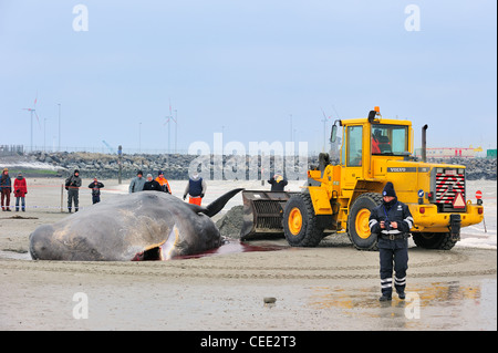 Neugierige Touristen betrachten gestrandete Pottwal (Physeter Macrocephalus) am Nordsee Strand im Winter in Knokke, Belgien Stockfoto