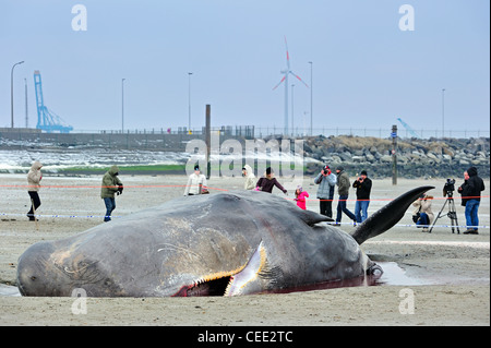 Neugierige Touristen betrachten gestrandete Pottwal (Physeter Macrocephalus) am Nordsee Strand im Winter in Knokke, Belgien Stockfoto