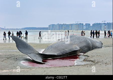 Neugierige Touristen betrachten gestrandete Pottwal (Physeter Macrocephalus) am Nordsee Strand im Winter in Knokke, Belgien Stockfoto