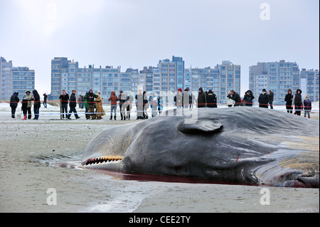 Neugierige Touristen betrachten gestrandete Pottwal (Physeter Macrocephalus) am Nordsee Strand im Winter in Knokke, Belgien Stockfoto