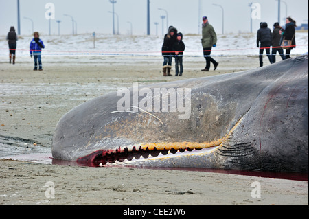 Neugierige Touristen betrachten gestrandete Pottwal (Physeter Macrocephalus) am Nordsee Strand im Winter in Knokke, Belgien Stockfoto