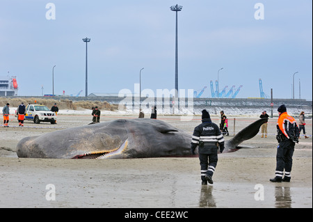 Neugierige Touristen betrachten gestrandete Pottwal (Physeter Macrocephalus) am Nordsee Strand im Winter in Knokke, Belgien Stockfoto