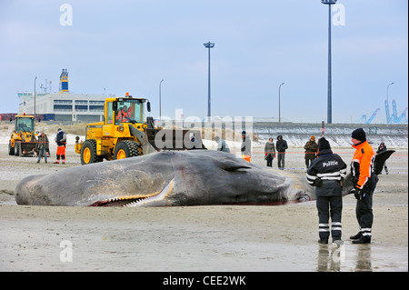 Neugierige Touristen betrachten gestrandete Pottwal (Physeter Macrocephalus) am Nordsee Strand im Winter in Knokke, Belgien Stockfoto