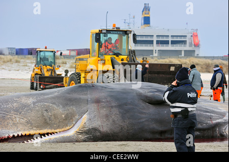 Planierraupen und gestrandete Pottwal (Physeter Macrocephalus) am Nordseestrand im Winter in Knokke, Belgien Stockfoto