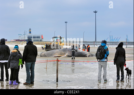 Neugierige Touristen betrachten gestrandete Pottwal (Physeter Macrocephalus) am Nordsee Strand im Winter in Knokke, Belgien Stockfoto