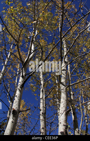 Fallen Sie Farbe Beben Aspen Bäume Mount Lemmon Tucson Arizona Stockfoto