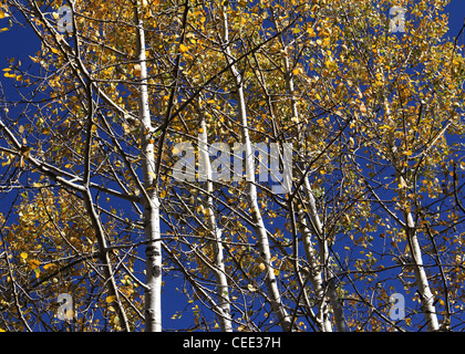 Fallen Sie Farbe Beben Aspen Bäume Mount Lemmon Tucson Arizona Stockfoto