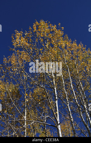 Fallen Sie Farbe Beben Aspen Bäume Mount Lemmon Tucson Arizona Stockfoto