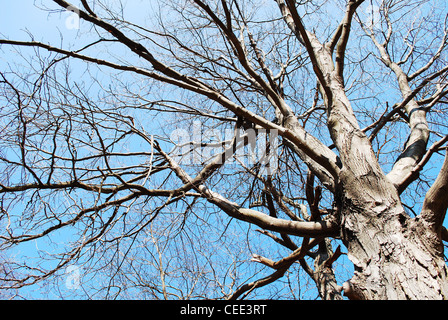 Baum, Himmel, leer, Textur, blau, Frühling, Baumkrone, Park Stockfoto