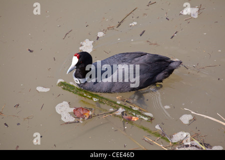 Eingeführte rot genoppt Blässhuhn (Fulica Cristata) an den Parc Natural de S'Albufera, Mallorca, Spanien Stockfoto