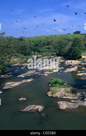 Gruppe von indischen fliegen-Füchse/Flughunde (Pteropus Giganteus) fliegen über Ma Oya Fluss, Pinnawela, Sri Lanka Stockfoto