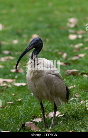 Australische White Ibis (Threskiornis Molukken), Belmore Park, Central, Sydney, Australien Stockfoto