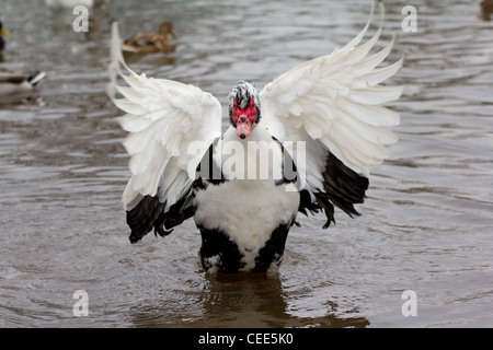 Eine Barbarie-Ente mit seinem Flügel verteilt. Stockfoto