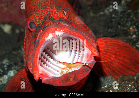 Tomate Kabeljau oder Tomate Grouper, Cephalopholis sonnerati, durch eine sauberere Garnele Lysmata amboinensis gereinigt. Stockfoto