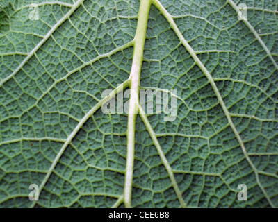 Makrofoto des Blatt einer Pflanze, grün und frisch Stockfoto