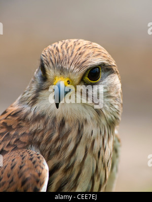 Porträt von ein weiblicher Turmfalke. Stockfoto