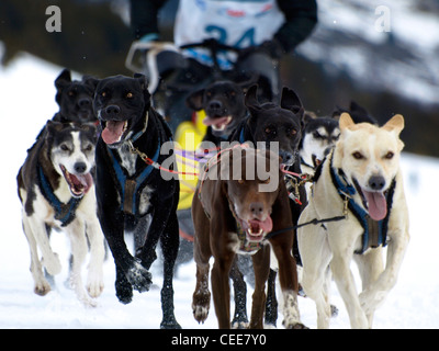 Sledgedogs in einem Wettbewerb auf Schnee Stockfoto