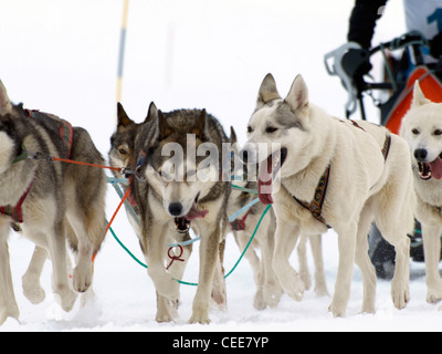 Sledgedogs in einem Wettbewerb auf Schnee Stockfoto