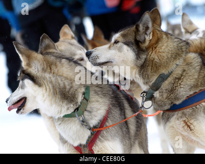 Sledgedogs in einem Wettbewerb auf Schnee Stockfoto