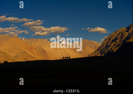 Dromedar Kamel Karawane Nubra Tal-Landschaft Ladakh Stockfoto