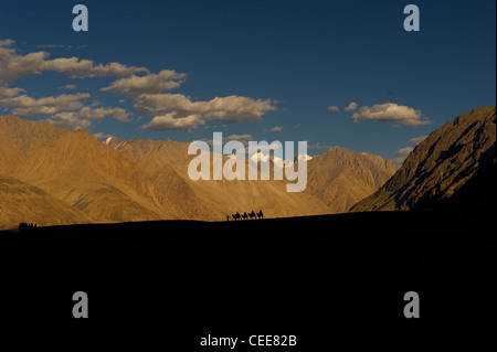Dromedar Kamel Karawane Nubra Tal-Landschaft Ladakh Stockfoto