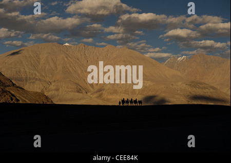 Dromedar Kamel Karawane Nubra Tal-Landschaft Ladakh Stockfoto