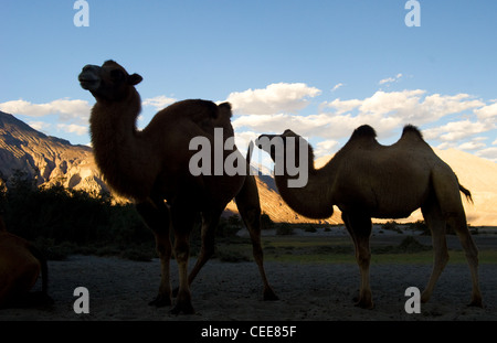Dromedar Kamel Karawane Nubra Tal-Landschaft Ladakh Stockfoto