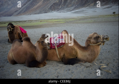 Dromedar Kamel Karawane Nubra Tal-Landschaft Ladakh Stockfoto