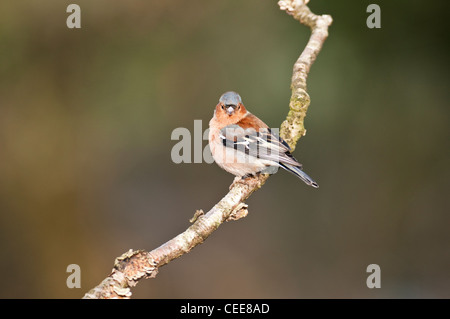 Buchfink Fringilla Coalebs Woodland Vogel zahlreiche Gemeinschaftsgarten Vogel Vogel Kleintiere Probe Organismus männlich. Stockfoto