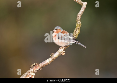 Buchfink Fringilla Coalebs Woodland Vogel zahlreiche Gemeinschaftsgarten Vogel Vogel Kleintiere Probe Organismus männlich. Stockfoto