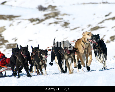 Sledgedogs in einem Wettbewerb auf Schnee Stockfoto