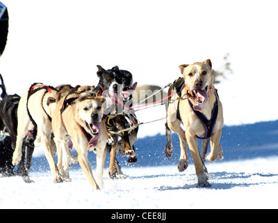 Sledgedogs in einem Wettbewerb auf Schnee Stockfoto