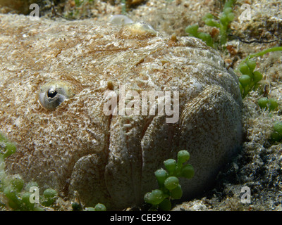 Uranoscopus Scaber (Ratte Fisch) in Benidorm (Spanien) Stockfoto