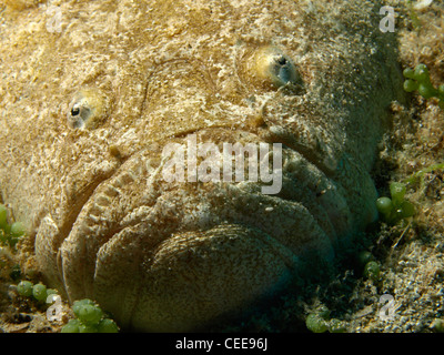 Uranoscopus Scaber (Ratte Fisch) in Benidorm (Spanien) Stockfoto