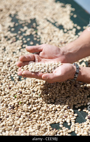 Menschen, die Sortierung durch Kaffeebohnen Stockfoto