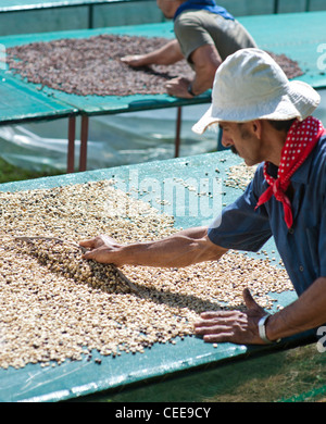 Menschen, die Sortierung durch Kaffeebohnen Stockfoto