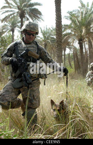 Air Force Staff Sgt. Christopher Ebeling, ein Militär Hundeführer des Provost Marshall Büro im Camp Victory in Bagdad zugeordnet, und sein Deutscher Schäferhund, Nero, führen eine Gruppe von Soldaten der National Guard von North Carolina A, 252Nd kombinierte Waffen Bataillon, 30 Heavy Brigade Combat Team, durch einen dichten Palmenhain am 13. Juni in der Nähe von Doura auf der Suche nach Waffen oder Sprengstoff. Sergeant Ebeling, aus dem 732 . Expeditionary Sicherheitskräfte Squadron in Ellsworth Air Force Base, S.D., ist auf seiner dritten Tour im Südwesten Asiens und hat im Militär für 12 Jahre gewesen. Stockfoto